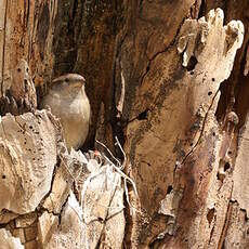 Moineau domestique