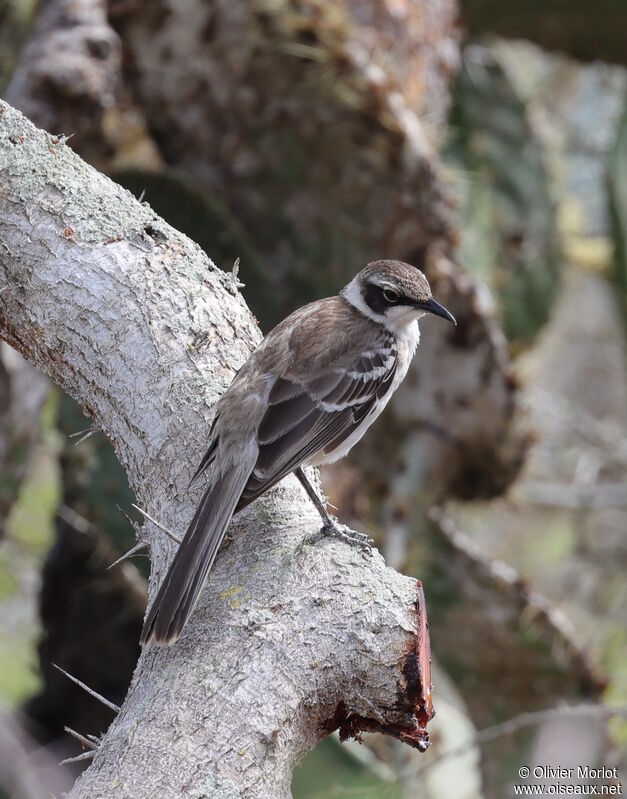 Galapagos Mockingbird