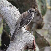 Galapagos Mockingbird