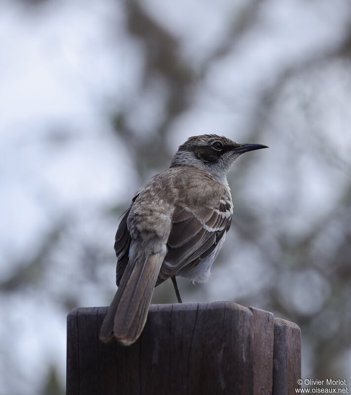 Moqueur des Galapagos