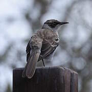 Galapagos Mockingbird