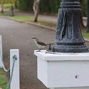 Tropical Mockingbird