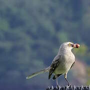 Tropical Mockingbird