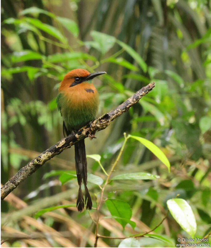 Motmot à bec large