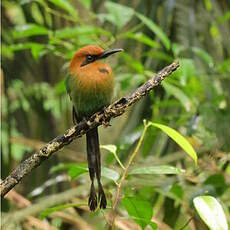 Motmot à bec large