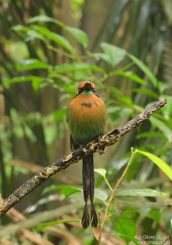 Motmot à bec large