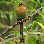 Motmot à bec large