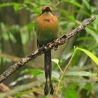 Motmot à bec large