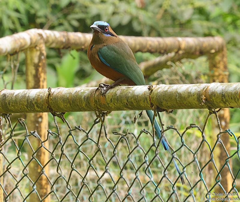 Motmot caraïbe