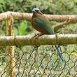 Motmot caraïbe