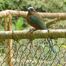 Motmot caraïbe