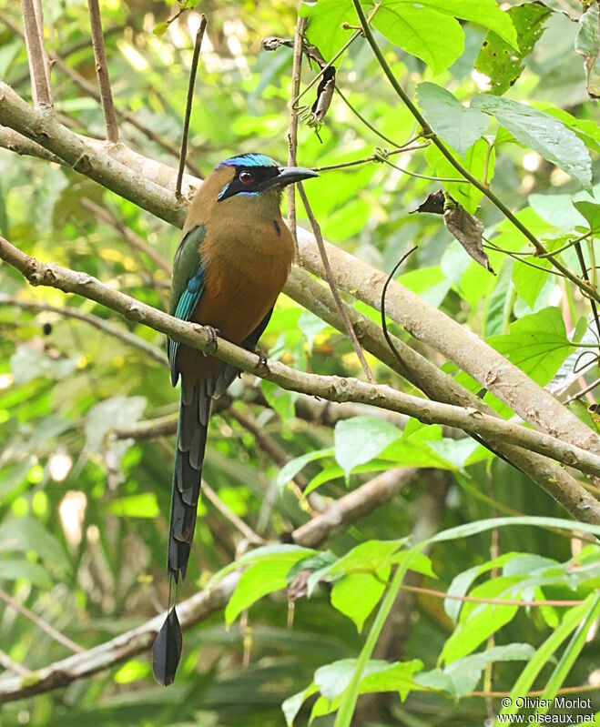 Motmot caraïbe