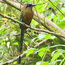 Motmot caraïbe