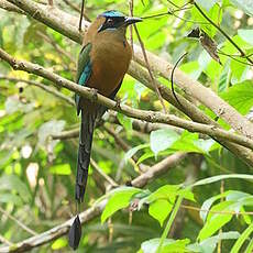 Motmot caraïbe