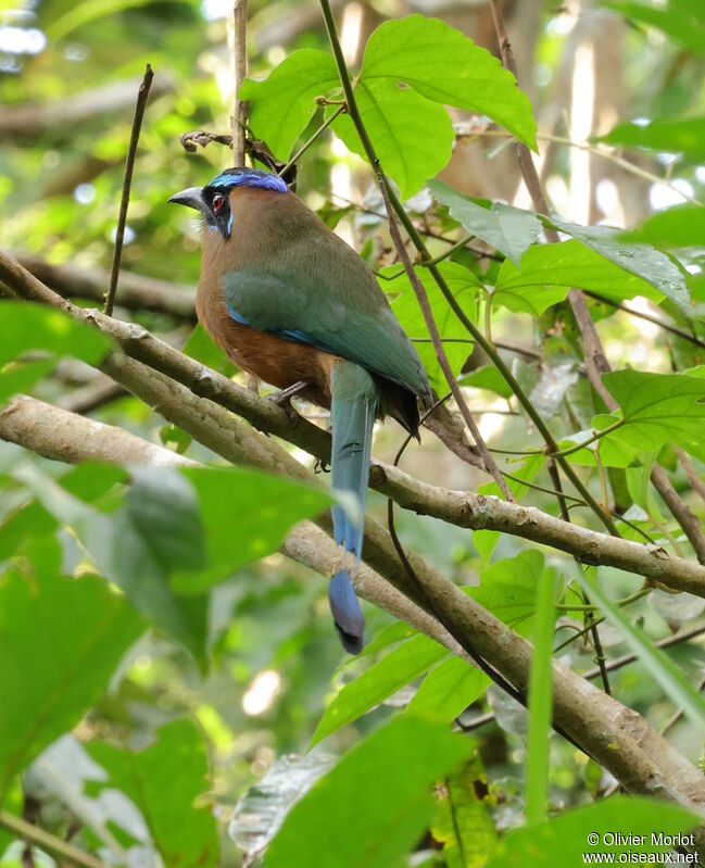 Motmot caraïbe