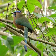 Motmot caraïbe