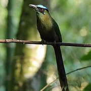 Andean Motmot