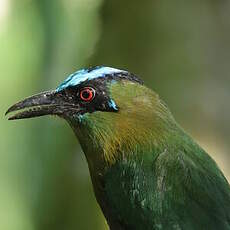 Motmot d'Équateur