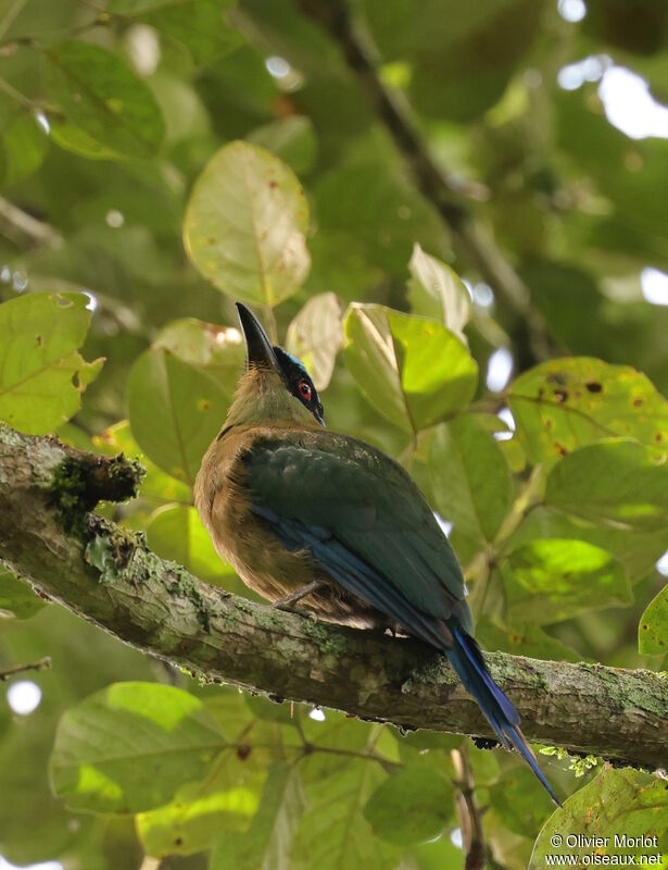 Motmot d'Équateur