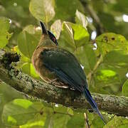 Motmot d'Équateur