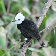 White-headed Marsh Tyrant