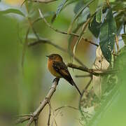 Cinnamon Flycatcher