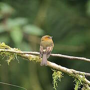 Cinnamon Flycatcher