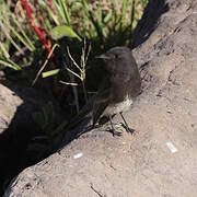 Black Phoebe