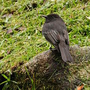 Black Phoebe