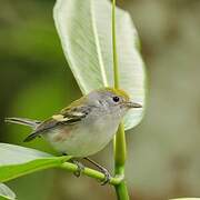 Acadian Flycatcher