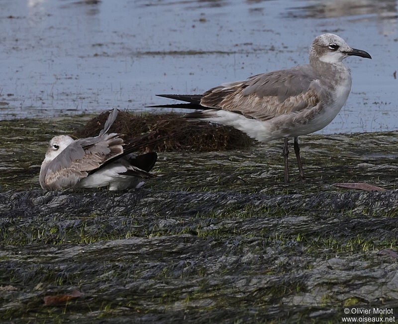 Laughing Gull