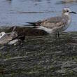 Mouette atricille