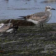 Mouette atricille