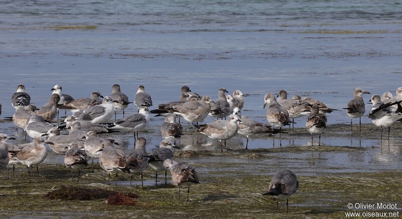 Laughing Gull