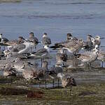 Mouette atricille