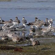 Laughing Gull