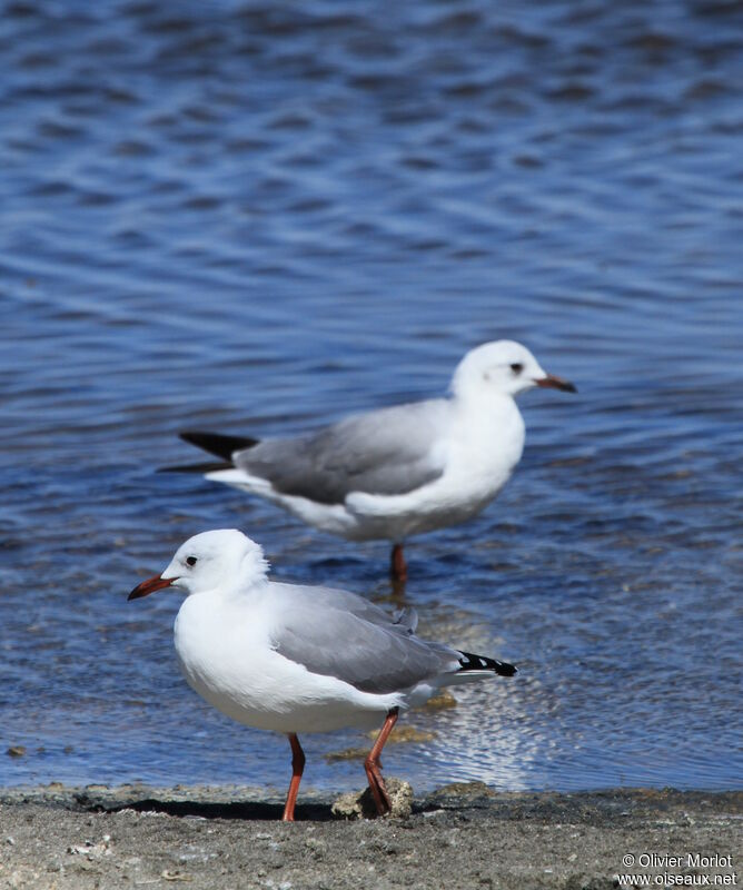 Mouette de Hartlaub