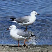 Hartlaub's Gull