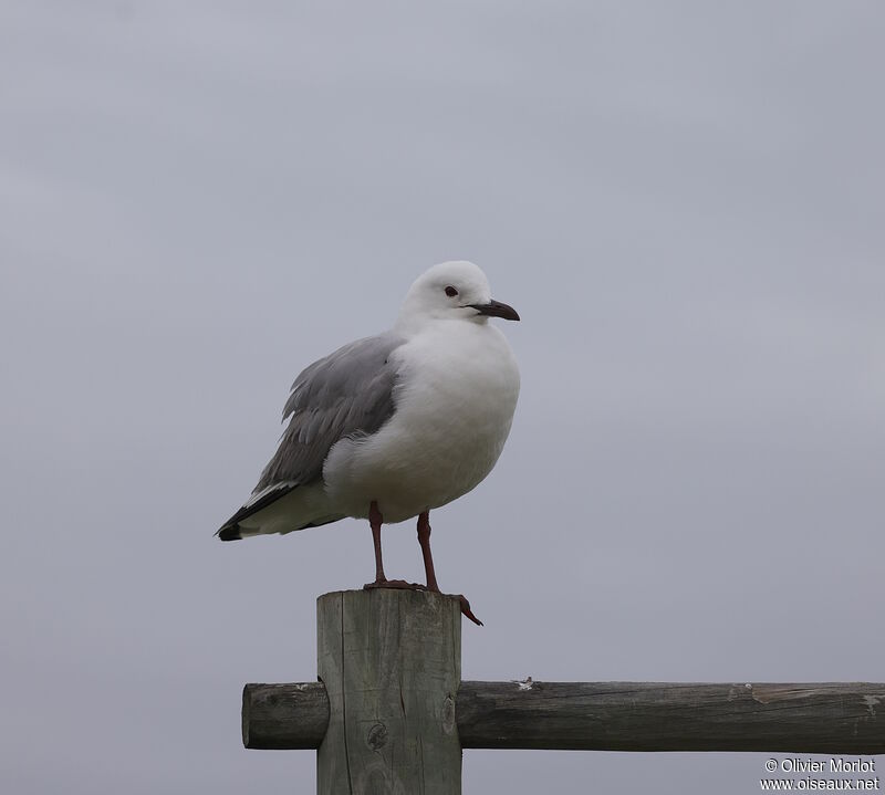 Hartlaub's Gull