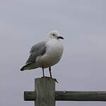 Mouette de Hartlaub