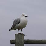 Mouette de Hartlaub