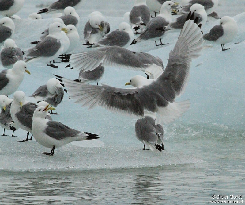 Mouette tridactyle