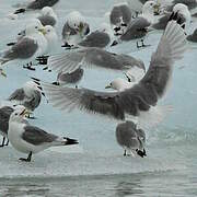 Black-legged Kittiwake