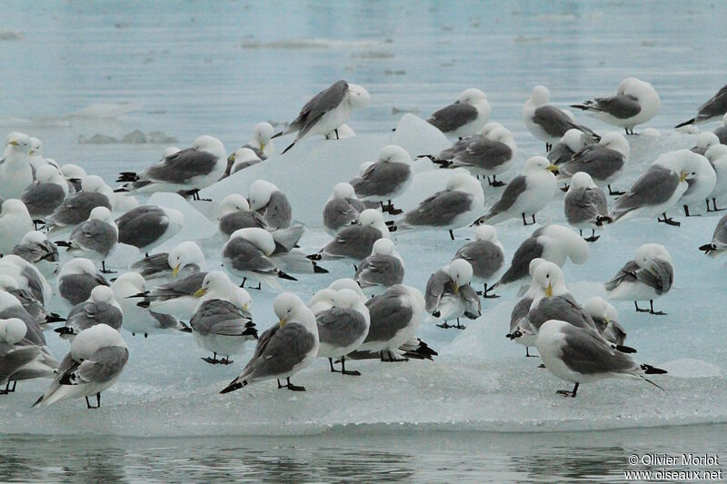 Mouette tridactyle