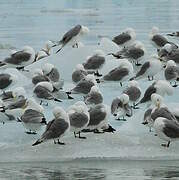 Black-legged Kittiwake