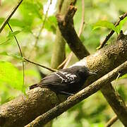 White-flanked Antwren