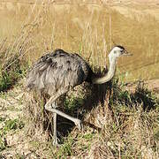 Greater Rhea