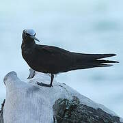 Black Noddy