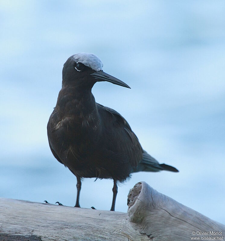 Black Noddy