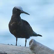 Black Noddy